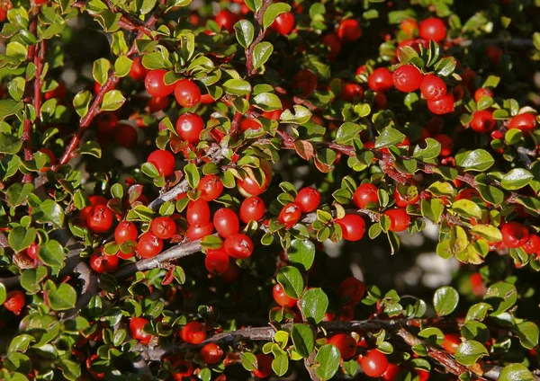 Cotoneaster Horizontalis Buske Med Små Röda Bär Hösten Trädgården — Stockfoto