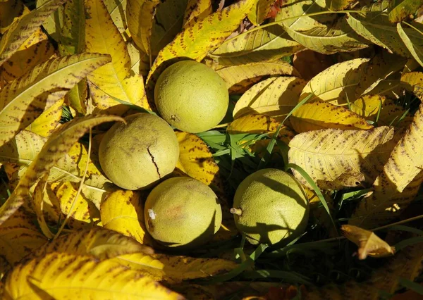 Noce Nero Juglans Nigra Frutta Vicino — Foto Stock