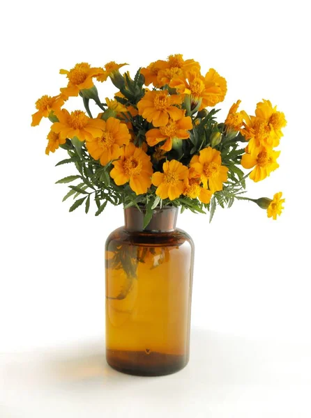 Laranja Agradável Pequena Flor Tagetes Planta Perto — Fotografia de Stock