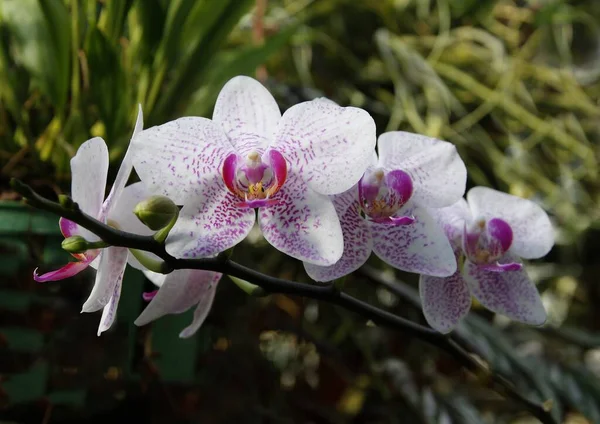 Симпатичная Розовая Орхидея Симпатичное Растение Крупным Планом — стоковое фото