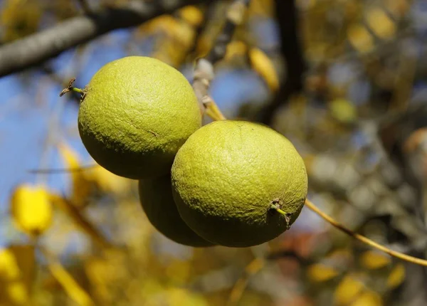 Frutti Noce Nero Fogliame Giallo Autunno Nel Parco — Foto Stock