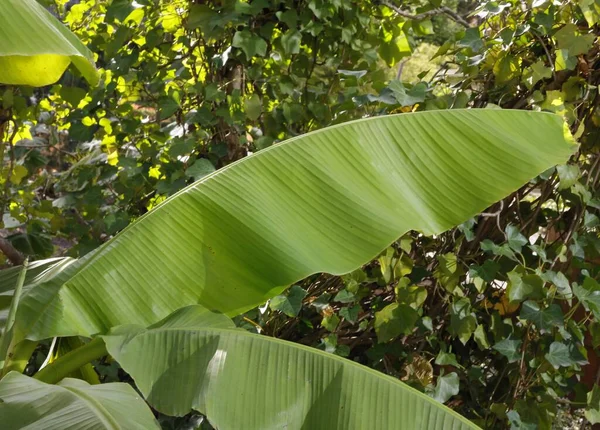 Банановая Пальма Муза Paradisiaca Растущими Фруктами — стоковое фото