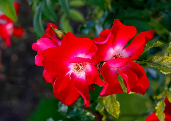 Ładna Róża Ogrodu Lecie Zbliżenie — Zdjęcie stockowe