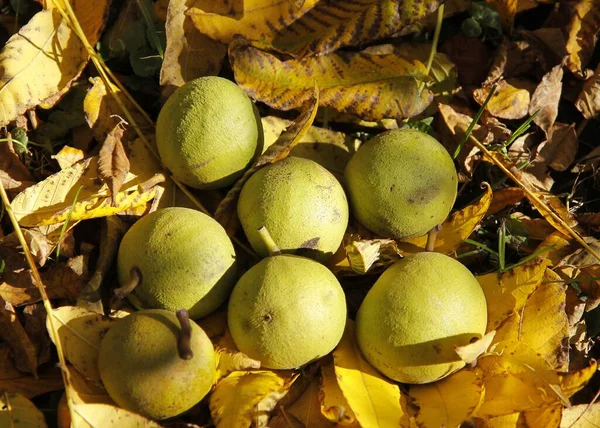 公園では秋に黒いクルミの木と黄色の葉の果実が — ストック写真
