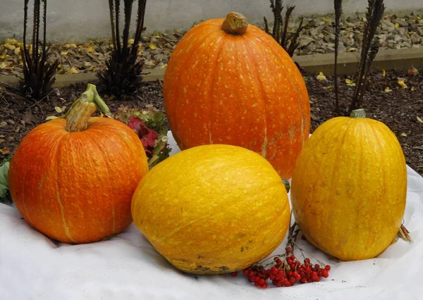 Diverses Citrouilles Multicolores Comme Légume Sain Décoration Des Célébrations Halloween — Photo