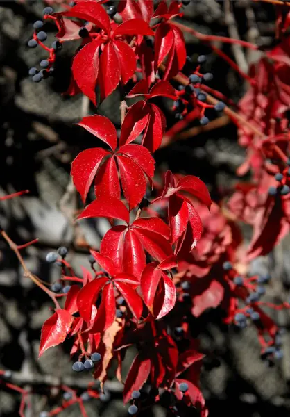 Pliagem Multicolorida Planta Escalada Partenocissus Quinquefolia Outono — Fotografia de Stock