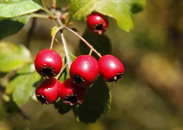 秋になるとカラテガス リーブタイガの赤い果実が終わり — ストック写真