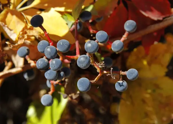 Parthenocissus Quinquefolia Hegymászó Növény Többszínű Állománya Ősszel — Stock Fotó