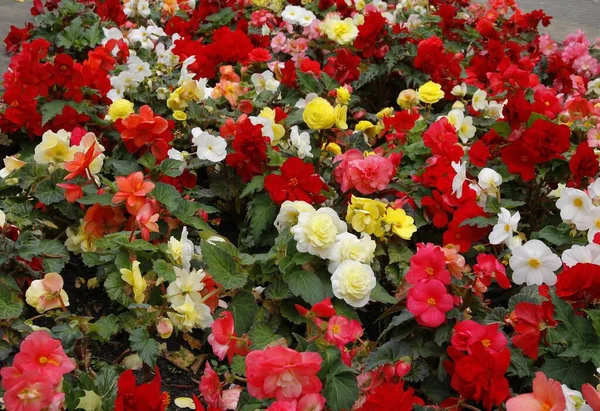 Graziosi Fiori Multicolori Begonia Piante Parco Vicino — Foto Stock