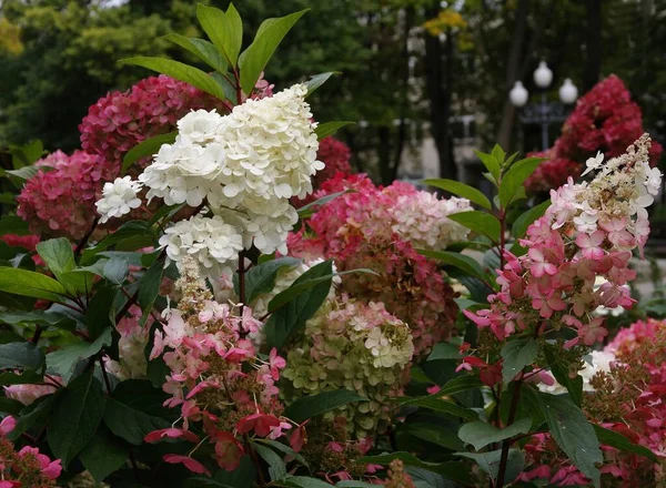 Jolies Fleurs Multicolores Hortensia Automne — Photo