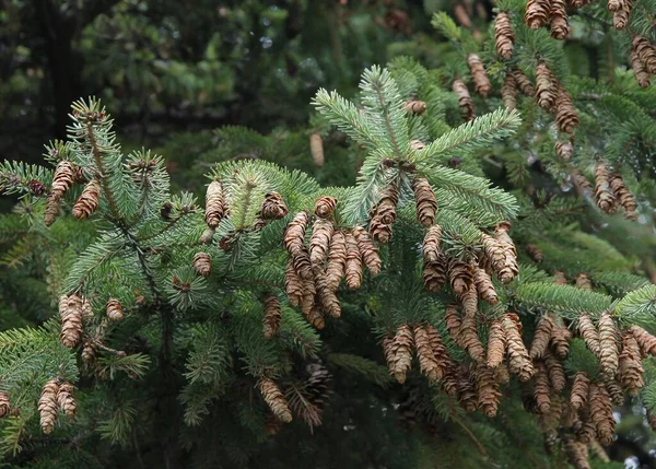 茶色のコーンとトウヒ針葉樹の木 — ストック写真