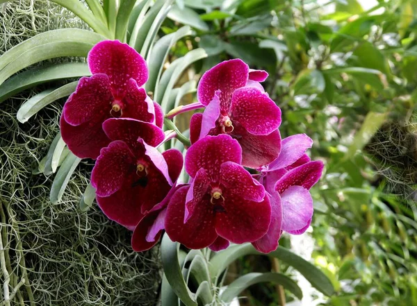 Многоцветная Орхидея Phaleanopsis Крупным Планом — стоковое фото
