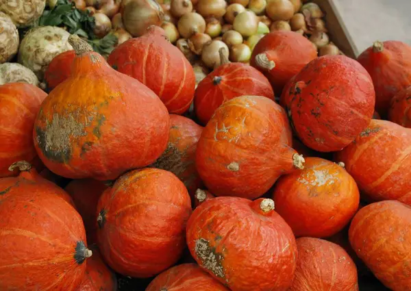 Verschiedene Bunte Kürbisse Als Gesundes Gemüse Und Dekoration Von Halloween — Stockfoto