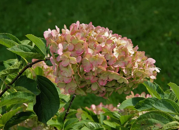 Jolies Fleurs Multicolores Hortensia Automne — Photo