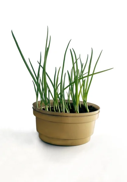 Onions Green Leaves Growing Pot — Stock Photo, Image