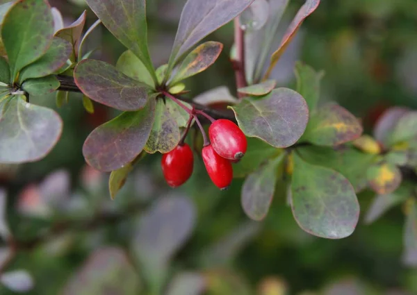 Czerwone Małe Owoce Krzewu Berberysa Jesienią — Zdjęcie stockowe