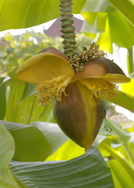 Banana Palmeira Musa Paradisiaca Com Frutos Crescimento — Fotografia de Stock