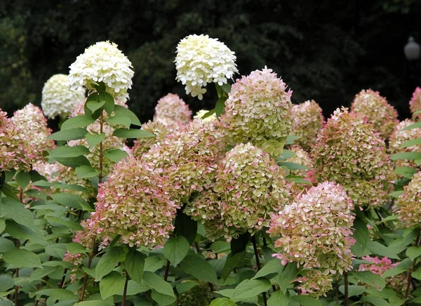 Jolies Fleurs Multicolores Hortensia Automne — Photo