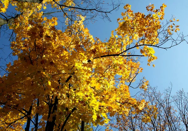 Gold Leaves Deciduous Trees Autumn — Stock Photo, Image