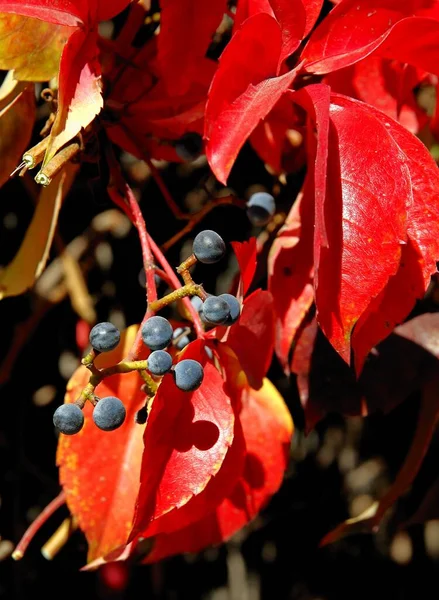 Pliagem Multicolorida Planta Escalada Partenocissus Quinquefolia Outono — Fotografia de Stock