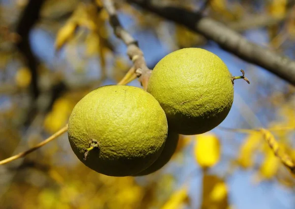 Vruchten Van Zwarte Notenboom Geel Blad Herfst Het Park — Stockfoto