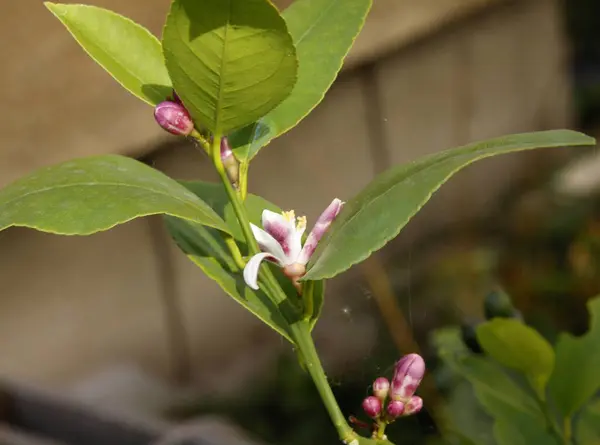 Kleine Rosa Blüten Von Zitrusfrüchten Aus Der Nähe — Stockfoto
