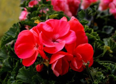 Sardunya saksı bitkisinin çok renkli güzel çiçekleri.