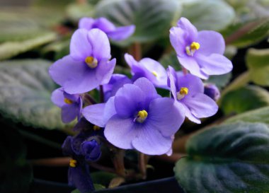 Aziz Paulia İyonantha saksı bitkisinin güzel pembe ve Lila çiçekleri.