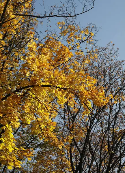Золотые Листья Лиственных Деревьев Осенью — стоковое фото