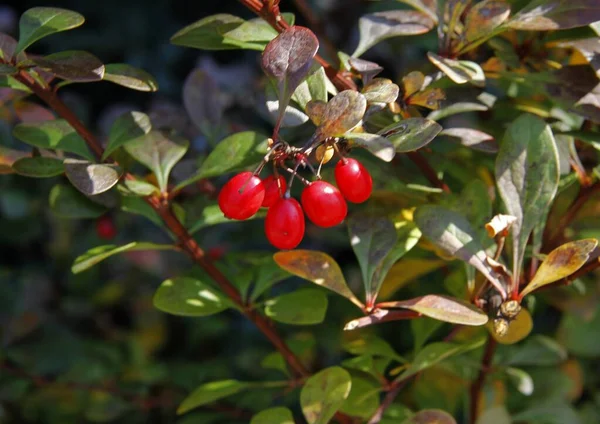 Rouge Petits Fruits Berbère Dans Jardin — Photo