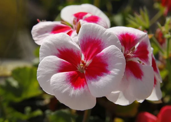 Schöne Mehrfarbige Blüten Der Geranien Topfpflanze Aus Nächster Nähe — Stockfoto