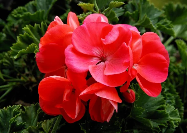 Belas Flores Multicoloridas Gerânio Vaso Planta Perto — Fotografia de Stock