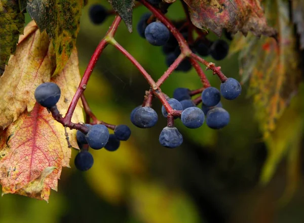 Klimplant Parthenocissus Quinquefolia Met Rood Blad Zwarte Kleine Cimbs Vruchten — Stockfoto