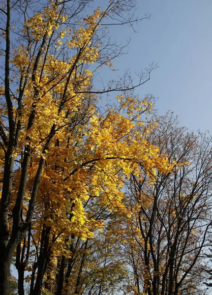 Gold Leaves Deciduous Trees Autumn — Stock Photo, Image