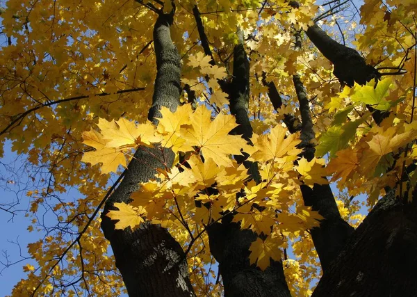 秋の落葉樹の金の葉 — ストック写真