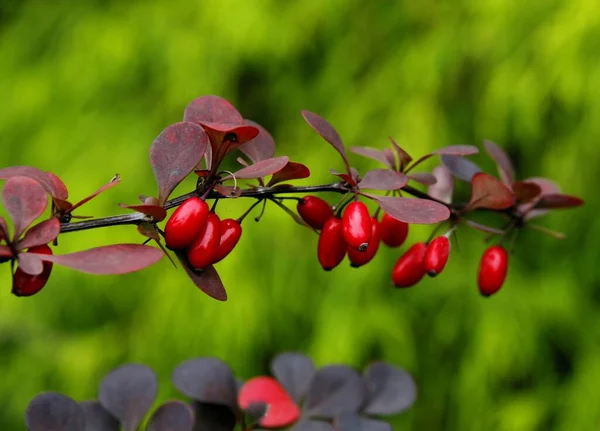 Červené Drobné Plody Berberského Keře Zahradě — Stock fotografie
