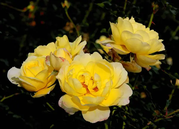 Bonita Rosa Del Jardín Verano Cerca —  Fotos de Stock