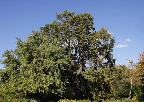 Parktaki Dev Meşe Ağacının Manzarası — Stok fotoğraf