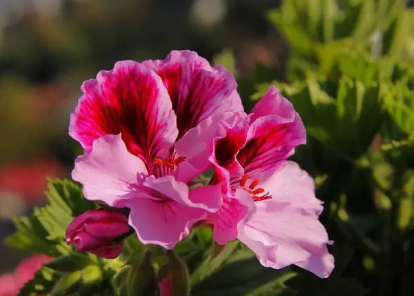 Belles Fleurs Multicolores Géranium Plante Pot Gros Plan — Photo