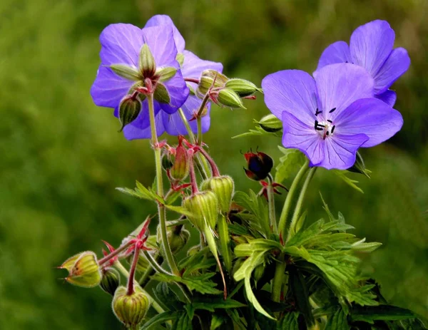 Vild Växt Geranium Pratense Med Blå Blommor Ängen — Stockfoto