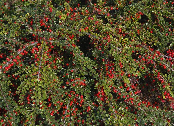 Cotoneaster Horizontalis Buisson Avec Petites Baies Rouges Automne Dans Jardin — Photo