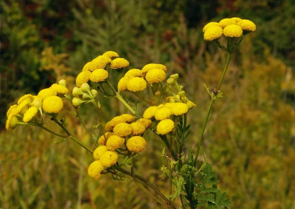 Divoká Rostlina Žlutými Květy Zblízka — Stock fotografie