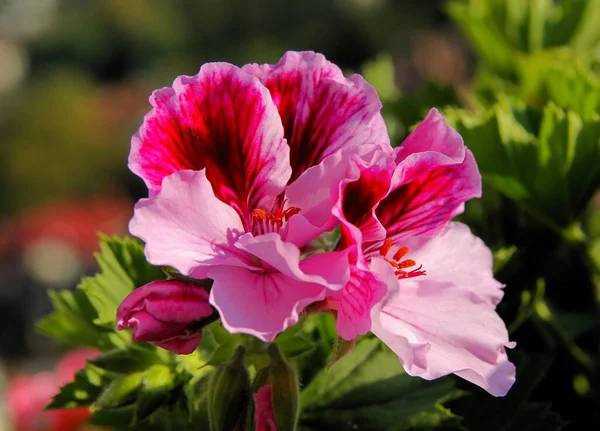 Belles Fleurs Multicolores Géranium Plante Pot Gros Plan — Photo