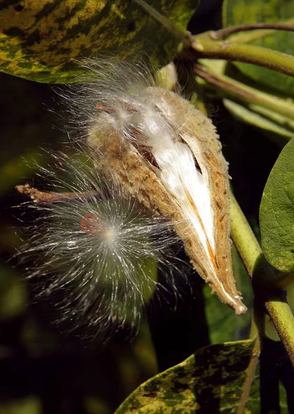 Planta Algodoncillo Con Semillas Pelotas Esponjosas Otoño — Foto de Stock