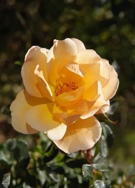 Bonita Rosa Del Jardín Verano Cerca —  Fotos de Stock