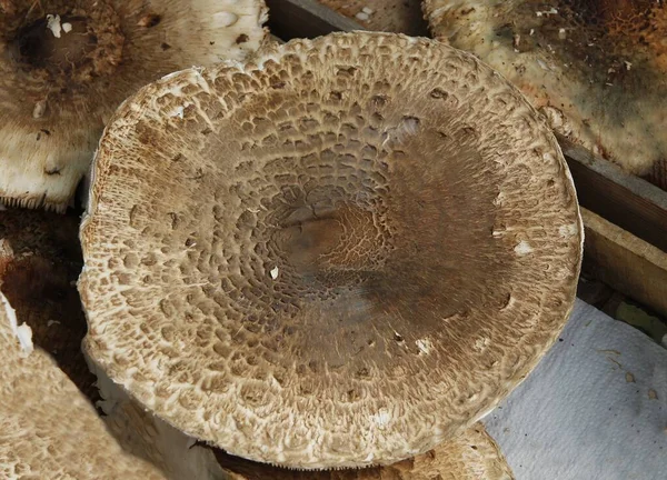 นได อยมาก ดปรส Macrolepiota Procera — ภาพถ่ายสต็อก