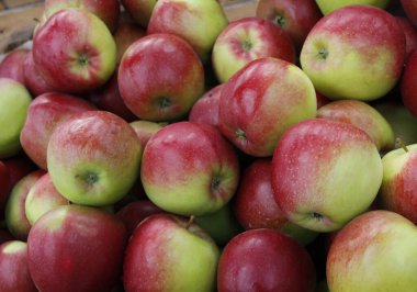 Bahçeden gelen çeşitli rengarenk elmalar. Kapatın.