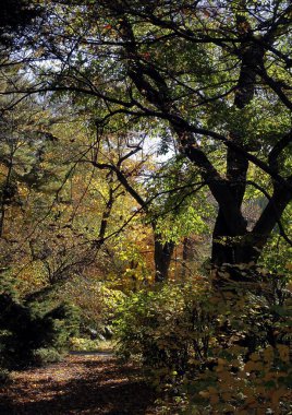 Sonbahar manzarası gibi sarı yaprakları olan ağaçlar.