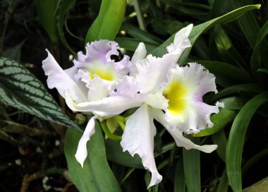 GÖREVLİ MÜZİKOLU ÇİÇEKLERİ KAPALI