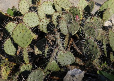 Dikenli kaktüs tropikal bitkiler manzaralı